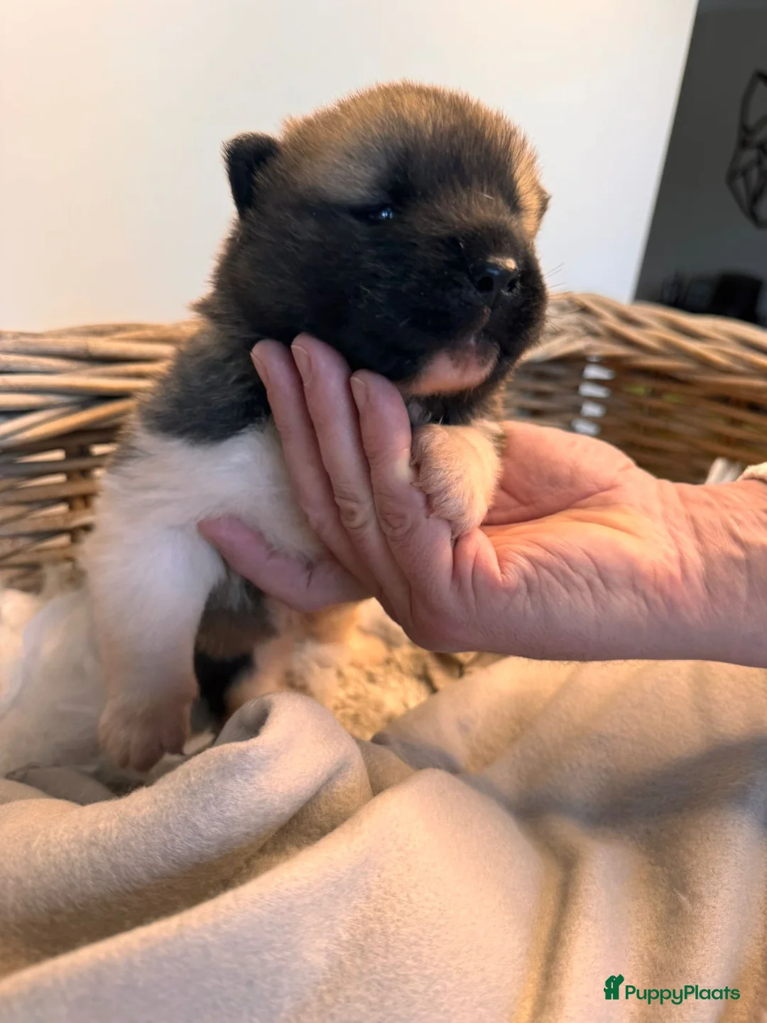 American Akita honden te koop: 🐾 Amerikaanse Akita pups– geboren 5 januari 2026 - Advertentie 5