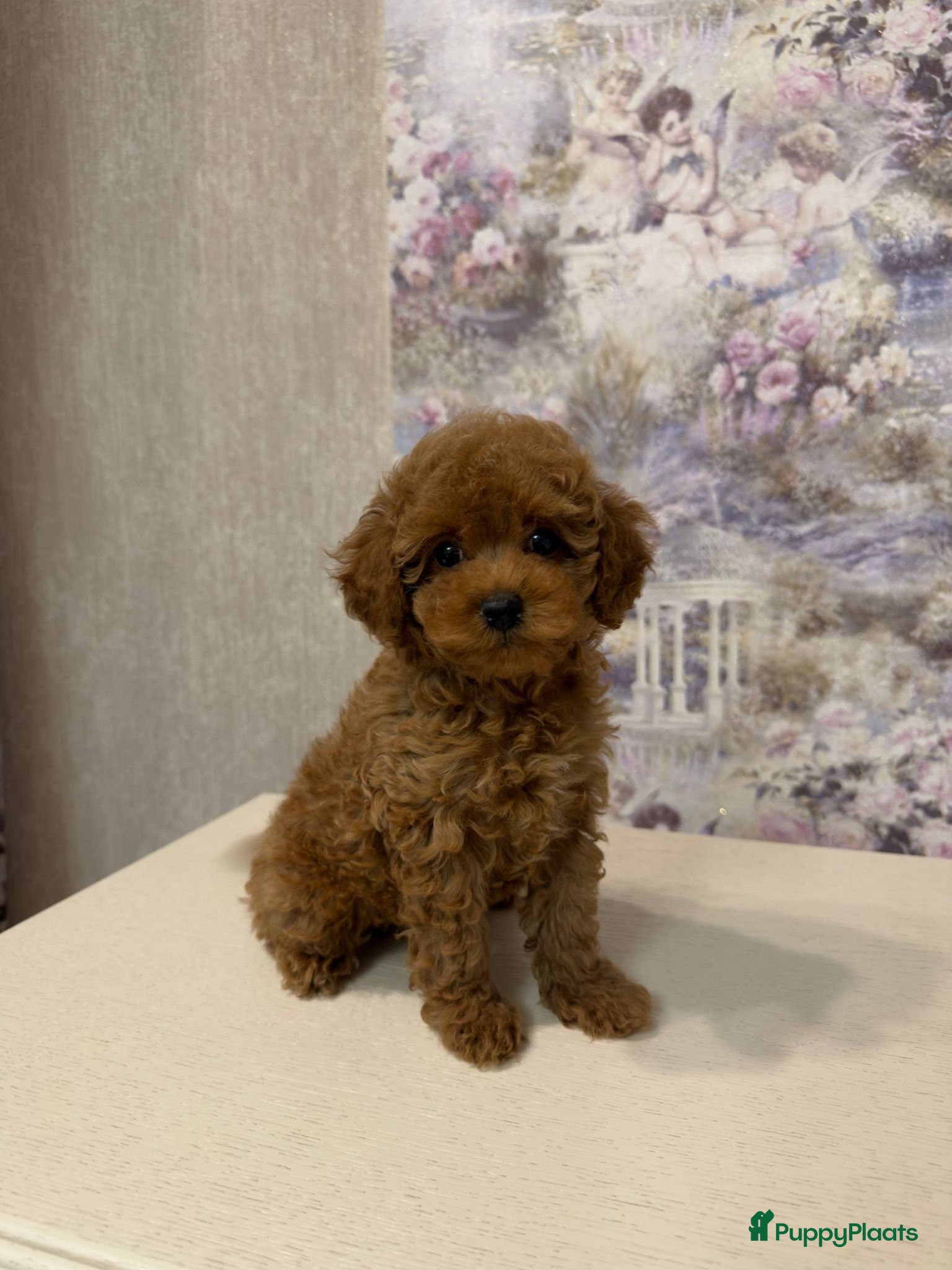 Poedel Toy honden Toy Poedel pups - Advertentie 1