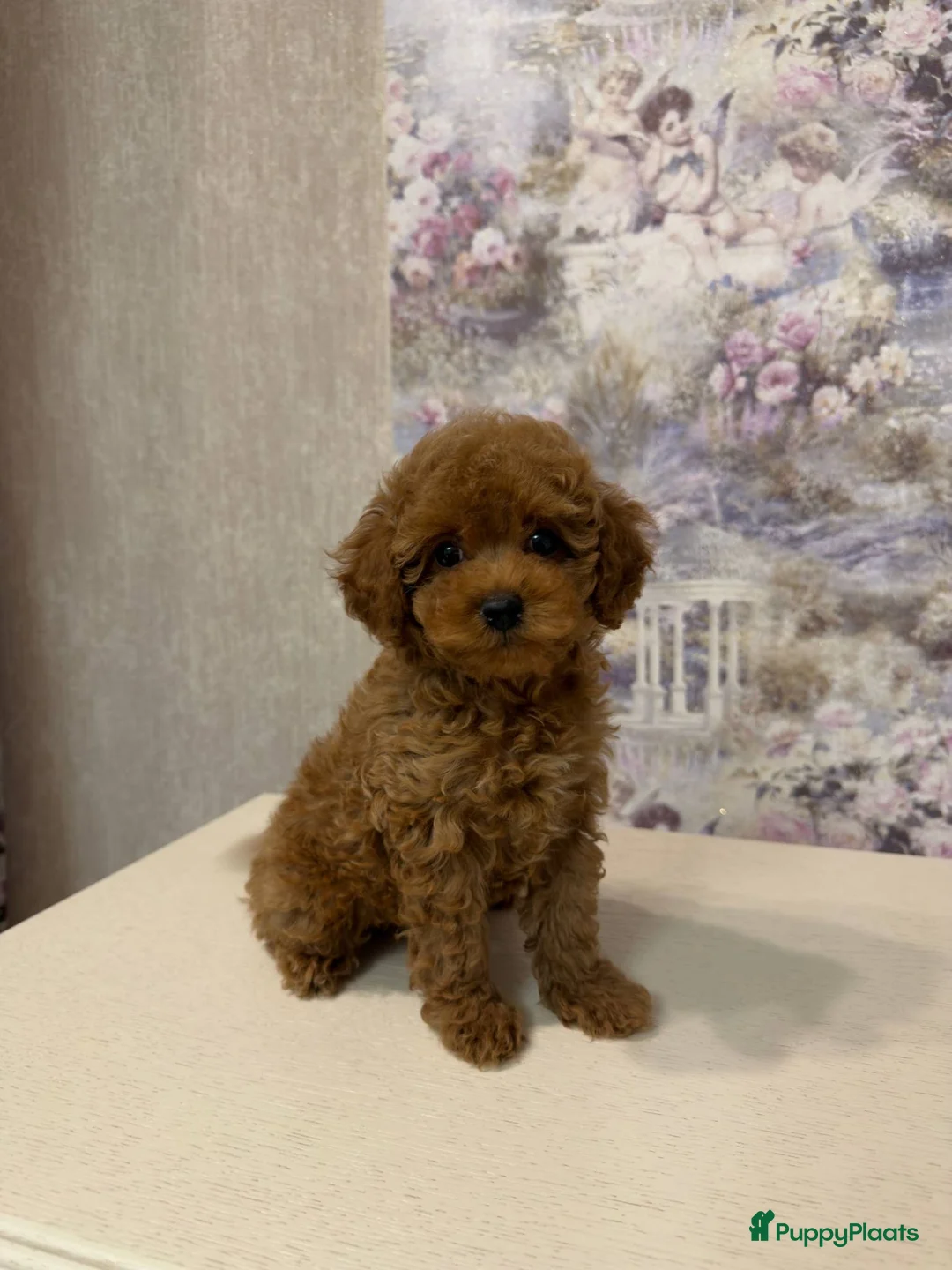 Poedel Toy honden te koop: Toy Poedel pups - Advertentie 1