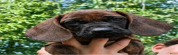 Kruising honden te koop: Bayerische gebirgssweishund - Advertentie 9