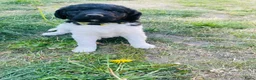 Friese Stabij honden te koop: Friese stabij pups - Advertentie 10
