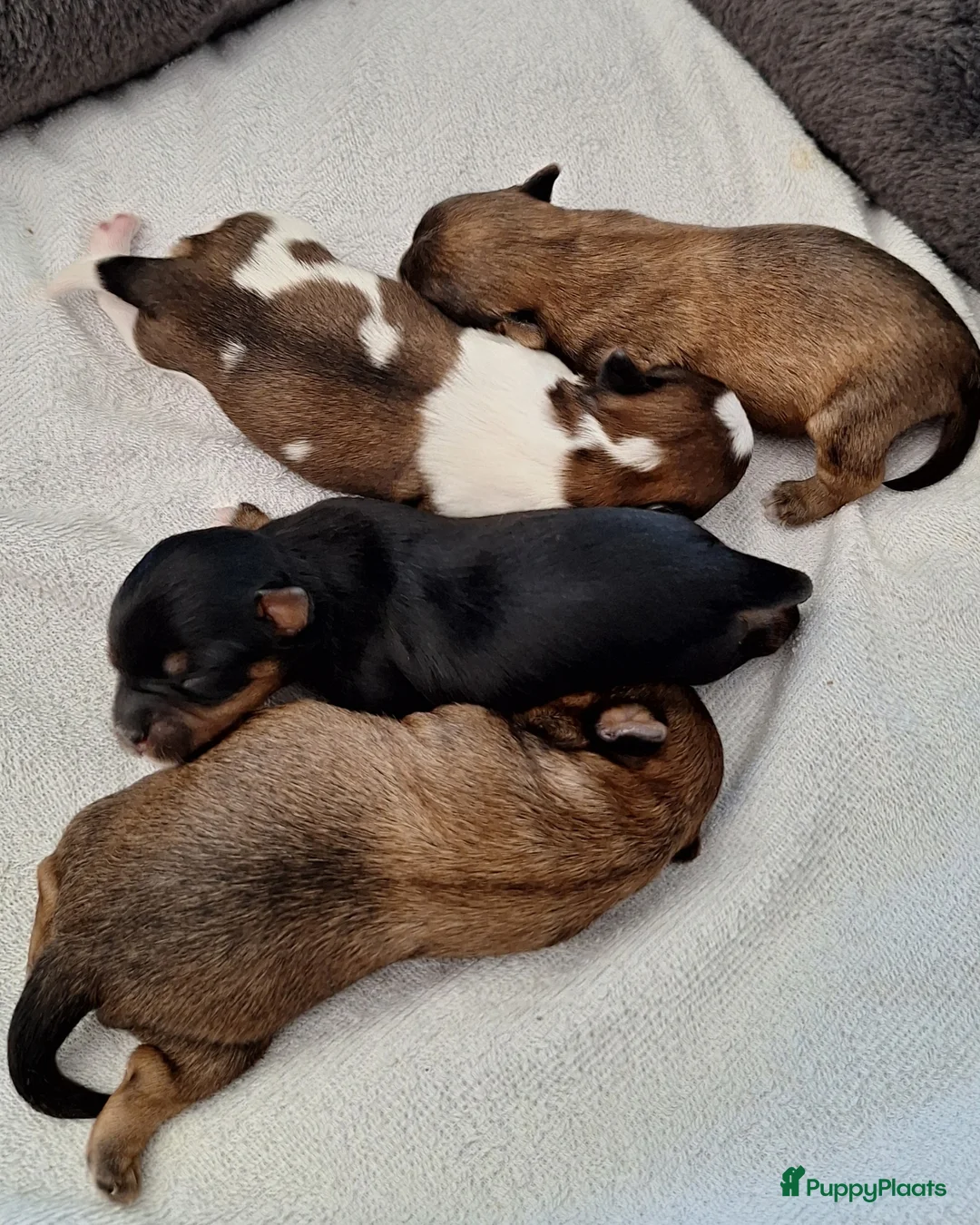 Yorkshire Terriër honden te koop: prachtige Yorkshire Terriër pups - Advertentie 2