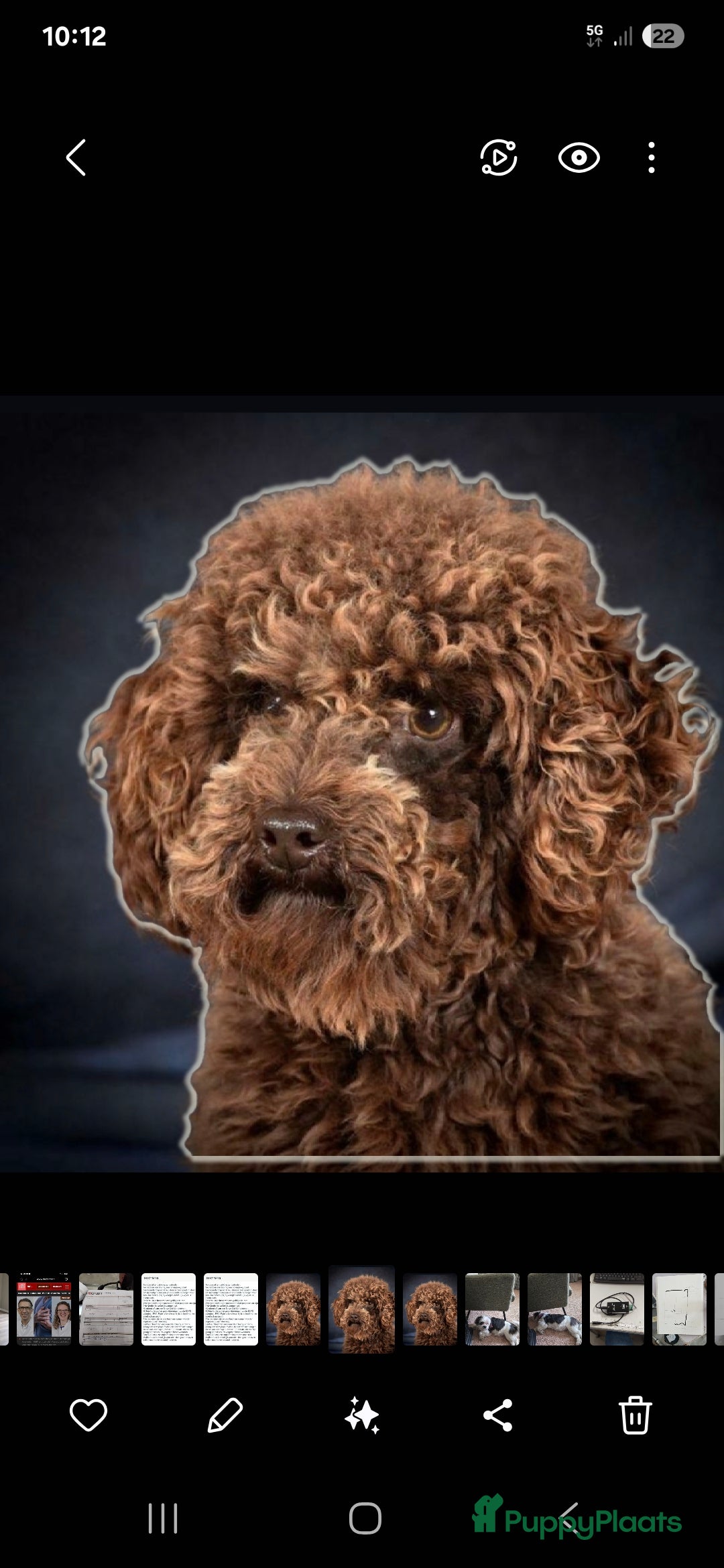 Boomer honden te koop: Lieve rustige boompoo pups in Barneveld - Afbeelding 7