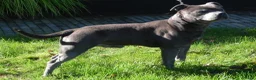 Engelse Stafford honden te koop: Engelse stafford puppies reutjes - Advertentie 6