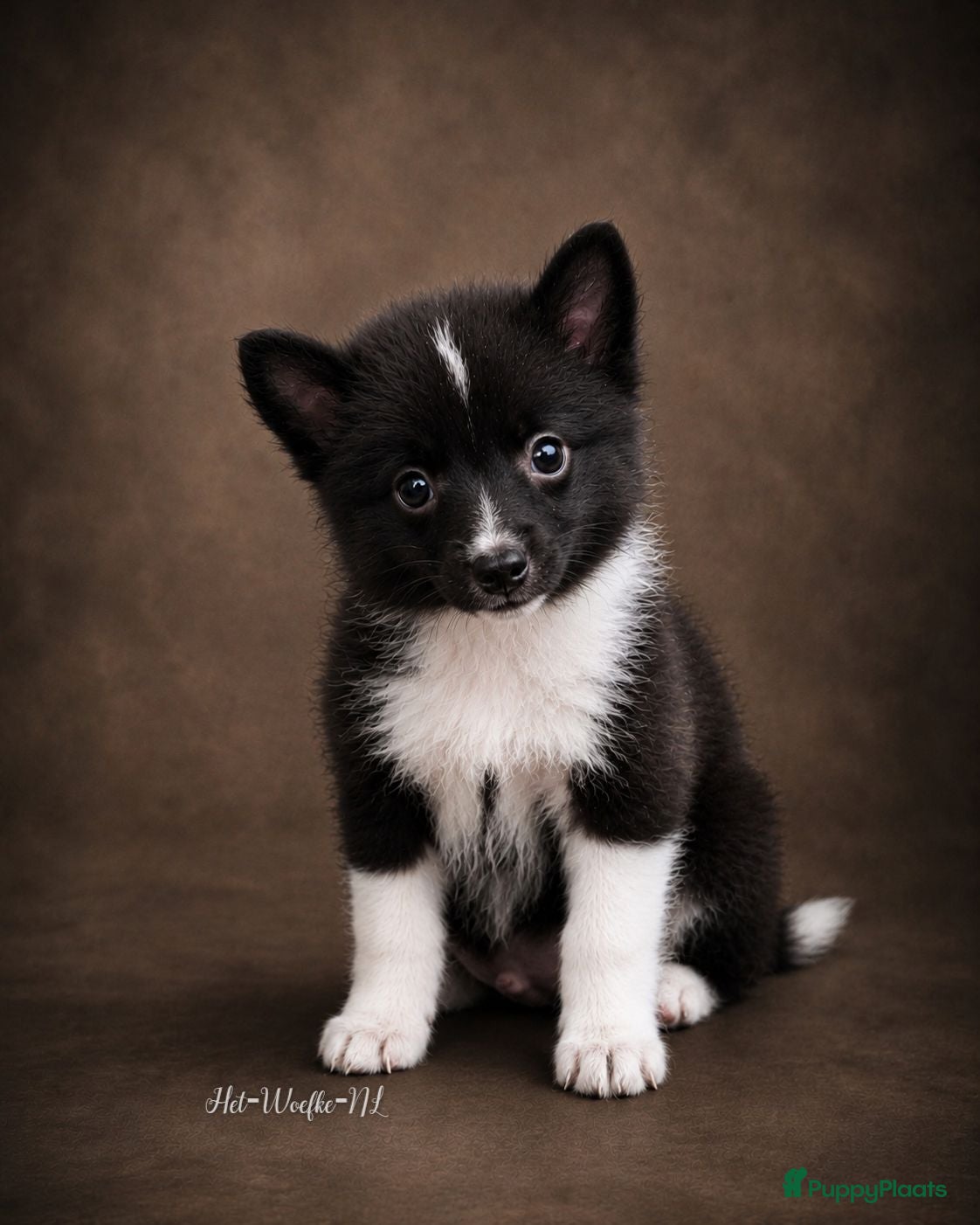 Pomsky honden Futs 💙 F1b pomsky reu - Advertentie 4