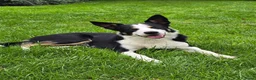 Kruising honden ter dekking: Sportieve reu zoekt passende teef in Zoetermeer - Advertentie 10