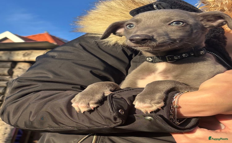 Whippet honden Prachtige whippet pups - Advertentie 2