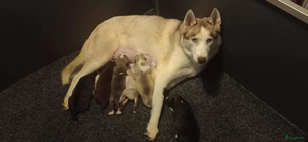 Siberische Husky honden te koop: Siberische husky pups - Advertentie 6