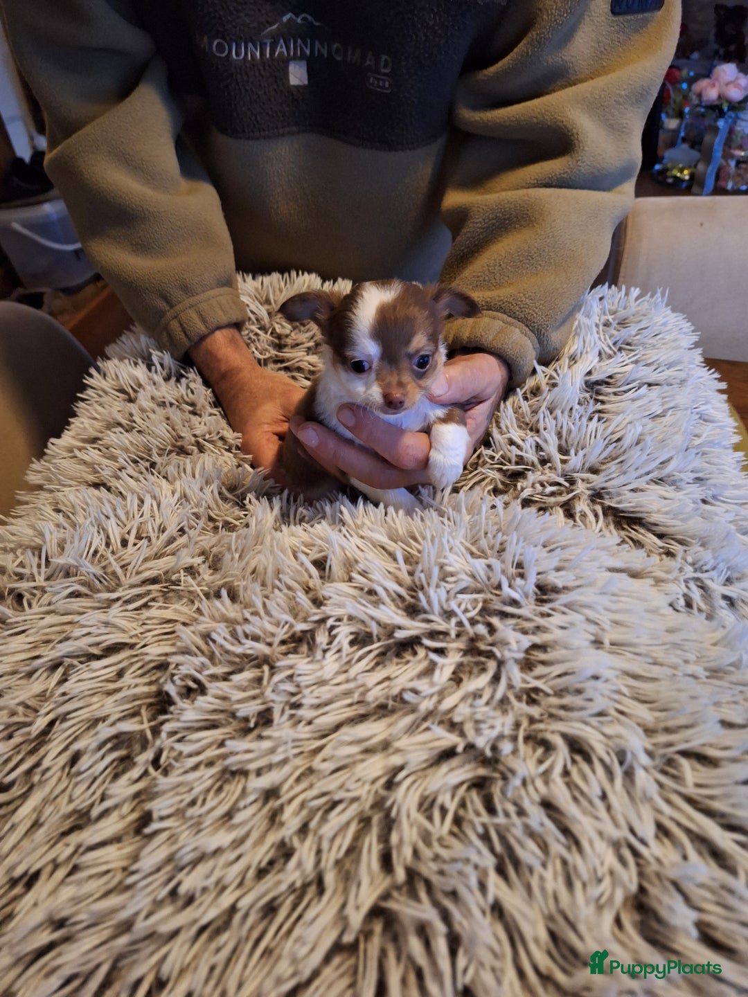 Chihuahua honden te koop: Raszuivere langharige chihuahua pupjes  - Advertentie 3