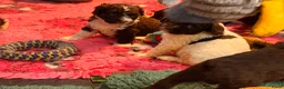 Spaanse Waterhond honden te koop: Spaanse Waterhond pups - Advertentie 17