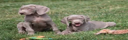 Weimarse Staande Hond korthaar honden te koop: Weimaraner pups - Advertentie 1