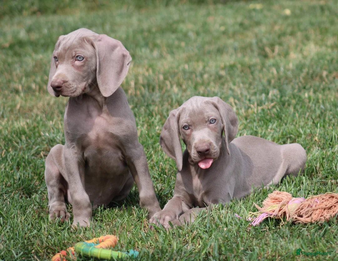 Weimarse Staande Hond korthaar honden te koop: Weimaraner pups - Advertentie 1