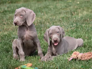 Weimarse Staande Hond korthaar honden te koop: Weimaraner pups - Advertentie 2
