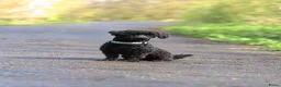 Maltipoo honden te koop: Maltipoo , kleine pups prachtige kleuren  - Advertentie 7