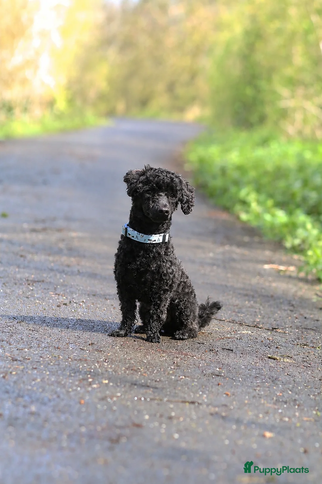 Maltipoo honden te koop: Maltipoo , kleine pups prachtige kleuren  - Advertentie 7