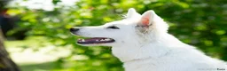 Zwitserse Witte Herdershond honden te koop: Nestje verwacht van Zwitserse herder(met stamboom) - Advertentie 4