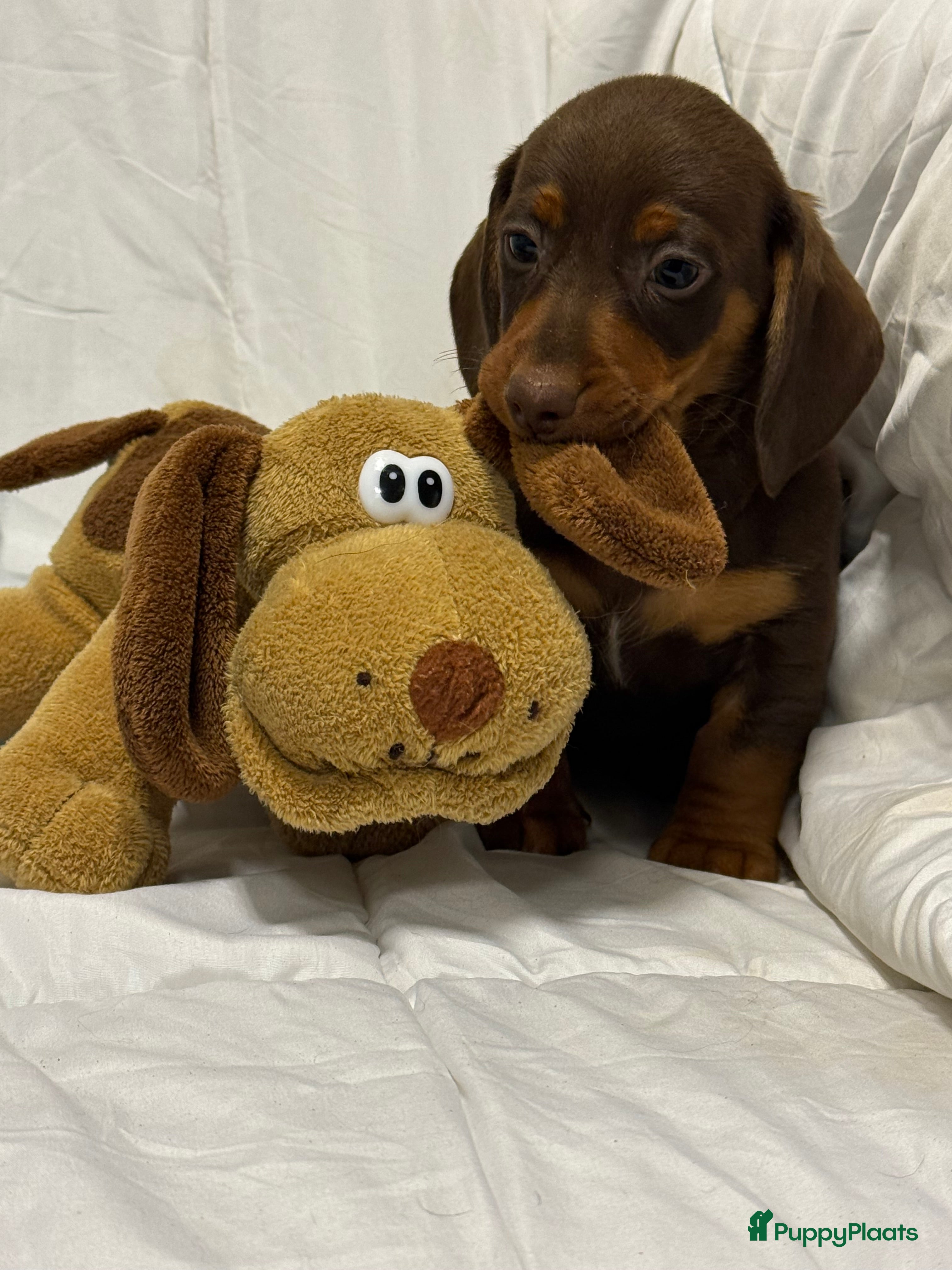 Teckel (korthaar)  honden Dwerg teckel pups  - Advertentie 2