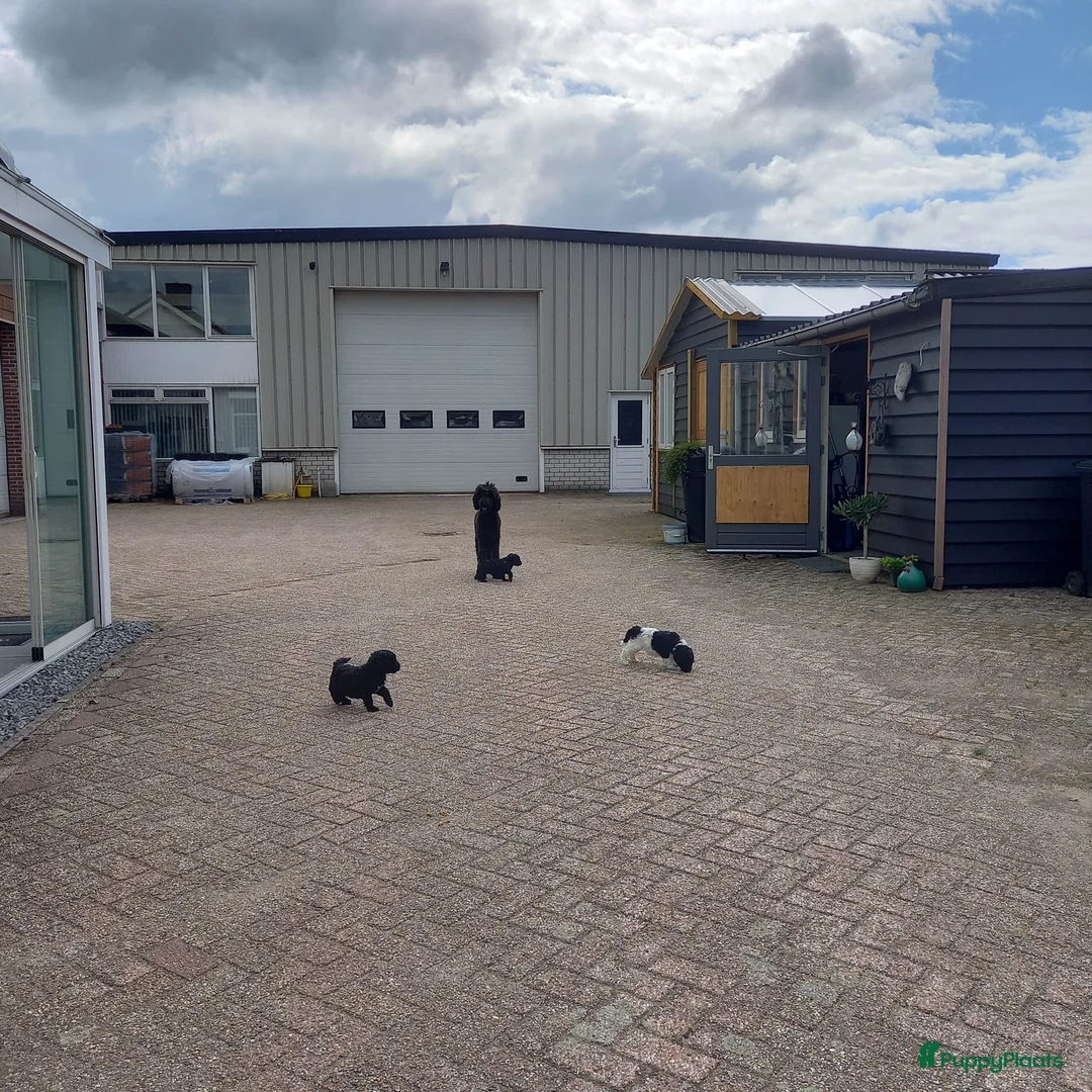 Poedel honden te koop: te koop koningspoedel pups  - Advertentie 2