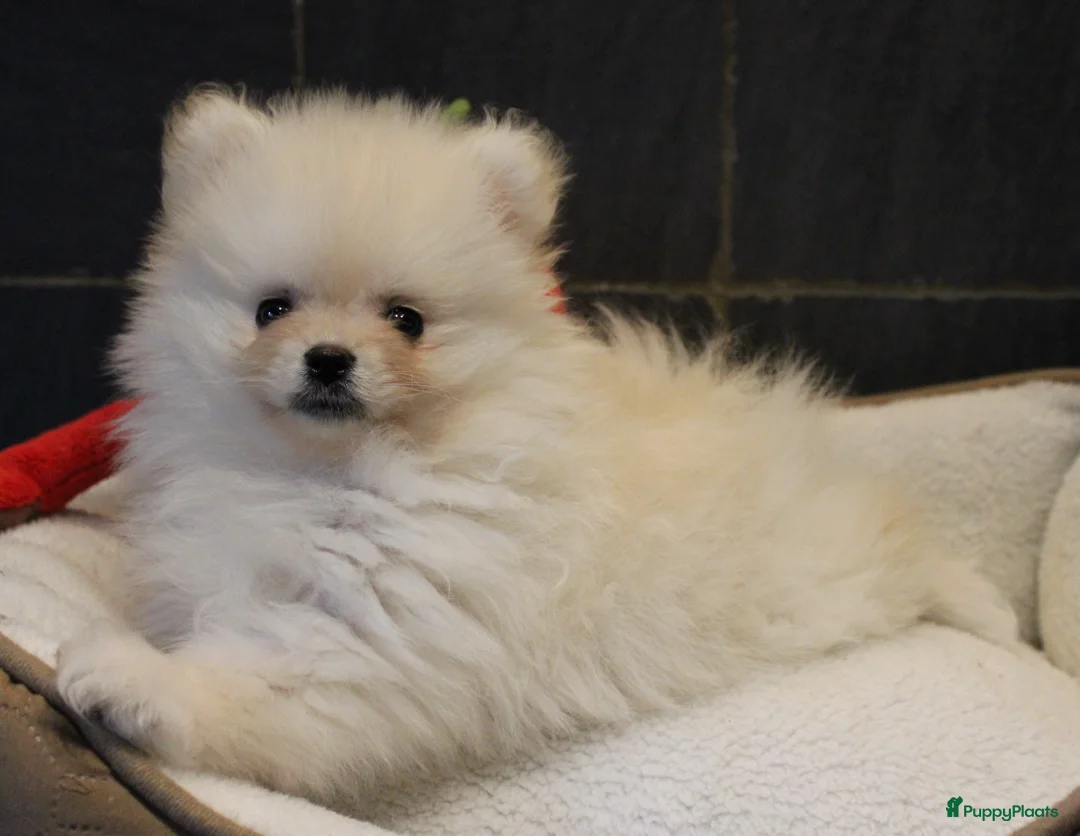 Pomeriaan honden te koop: Pomeriaan pups - Advertentie 11