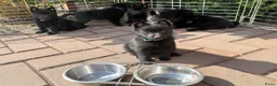 Schipperke honden te koop: Schipperkes pup - Advertentie 3