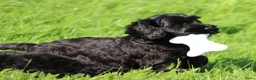Cockapoo honden te koop: Leuke Cockapoo pups - Advertentie 5