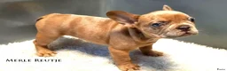 Franse Bulldog honden te koop: Franse Bulldog Pups mooie kleurtjes - Advertentie 6