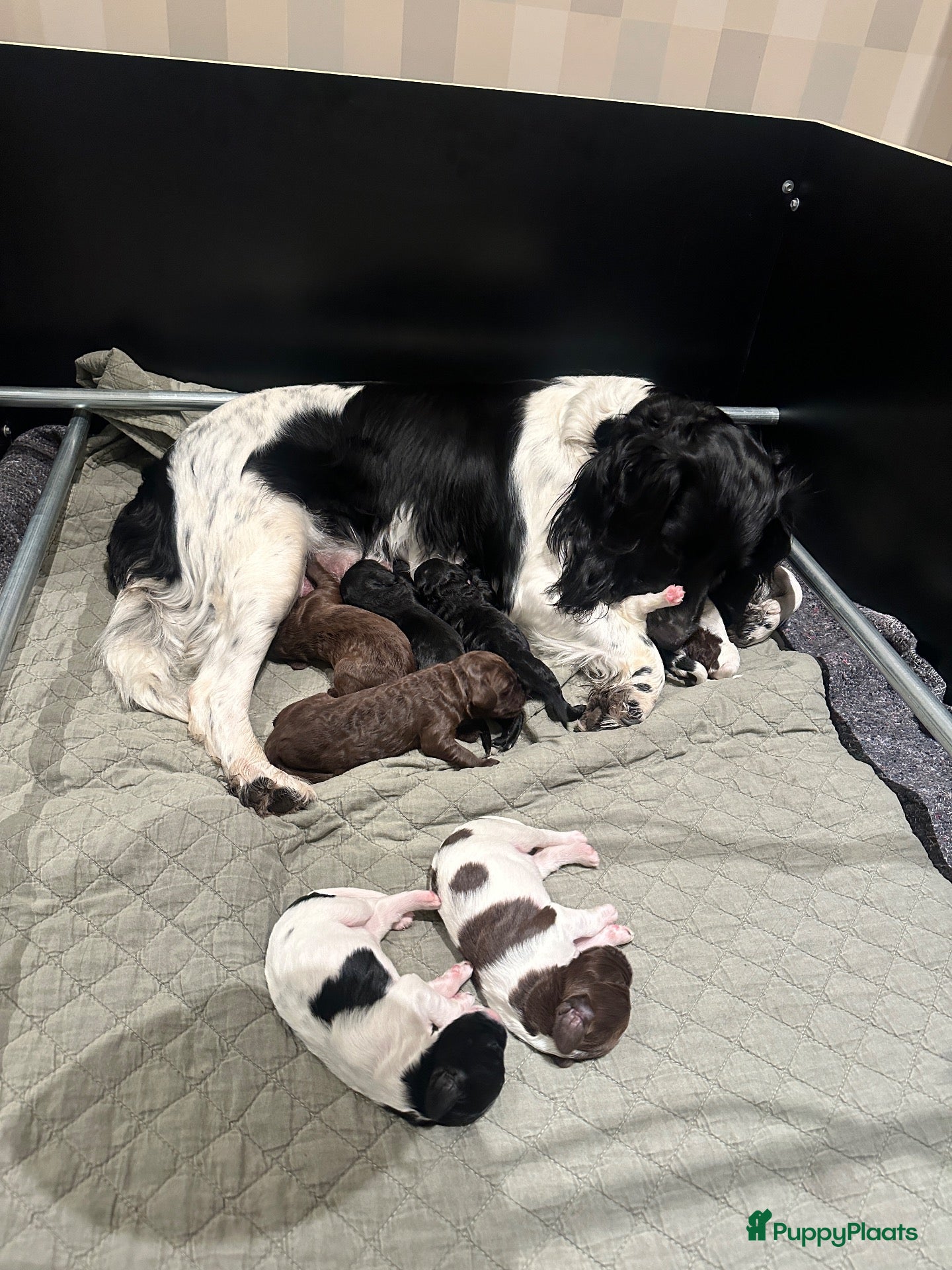 Kruising honden Nestje met Sproodle / Springerdoodle pups  - Advertentie 1
