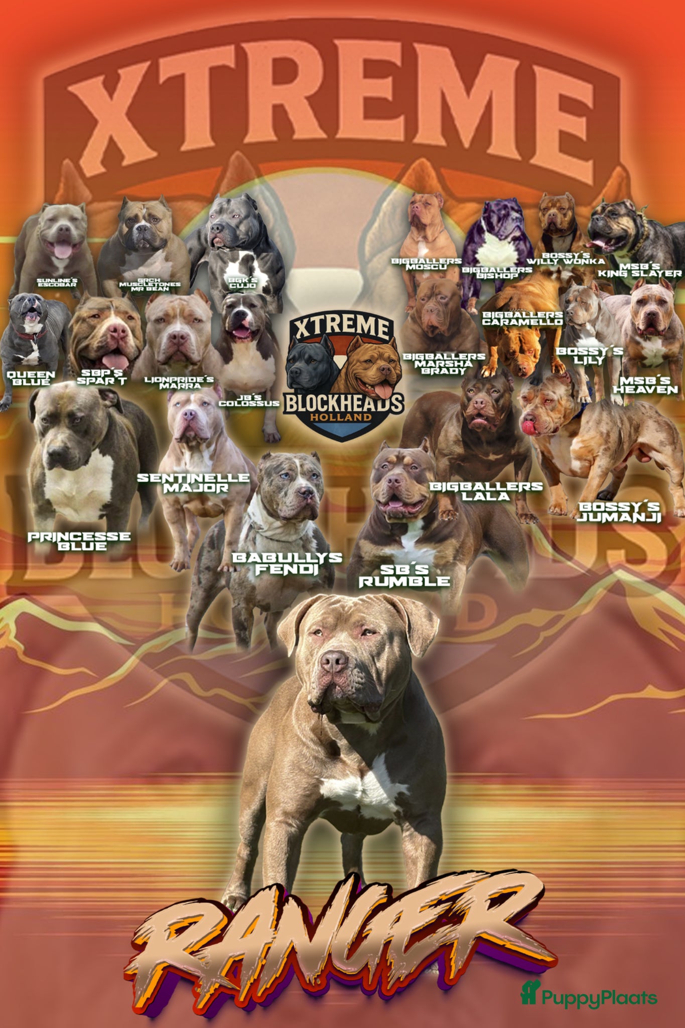 Amerikaanse Bully honden ter dekking: Zeer mooie American Bully dekreu beschikbaar - Advertentie 2