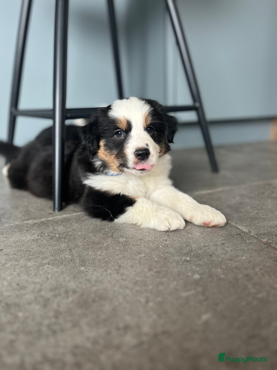 Australian Shepherd honden te koop: 100% aussie pups - Advertentie 5
