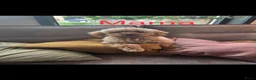Poedel Toy honden te koop: Prachtig nestje rode/abricot toy poedels toypoedel - Advertentie 27