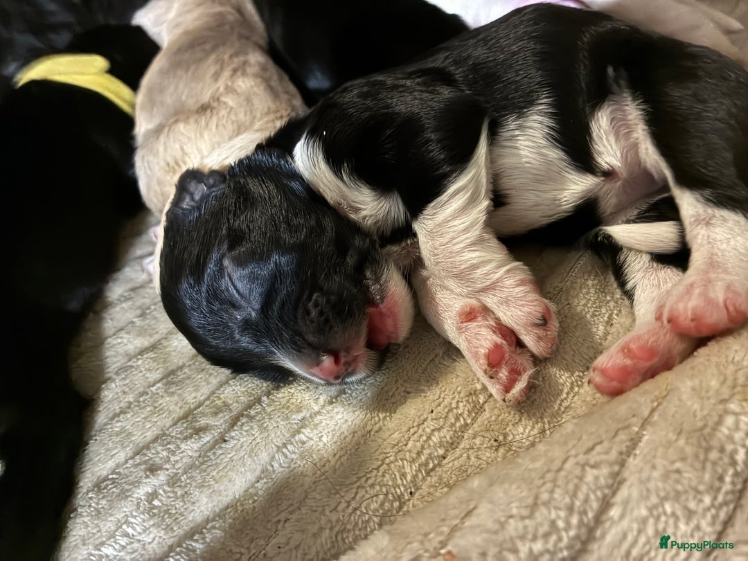 Barbet honden te koop: Barbet puppy’s geboren - Advertentie 34