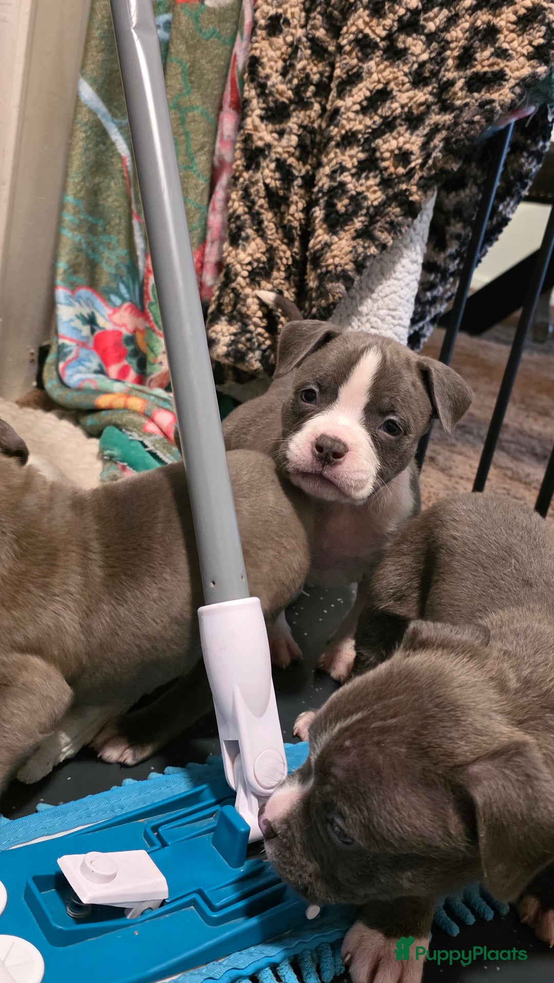 Amerikaanse Bully honden te koop: Pocket bully bleu grey  - Advertentie 16