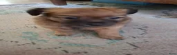 Kruising honden te koop: Superlieve chihuahua kruising  - Advertentie 6