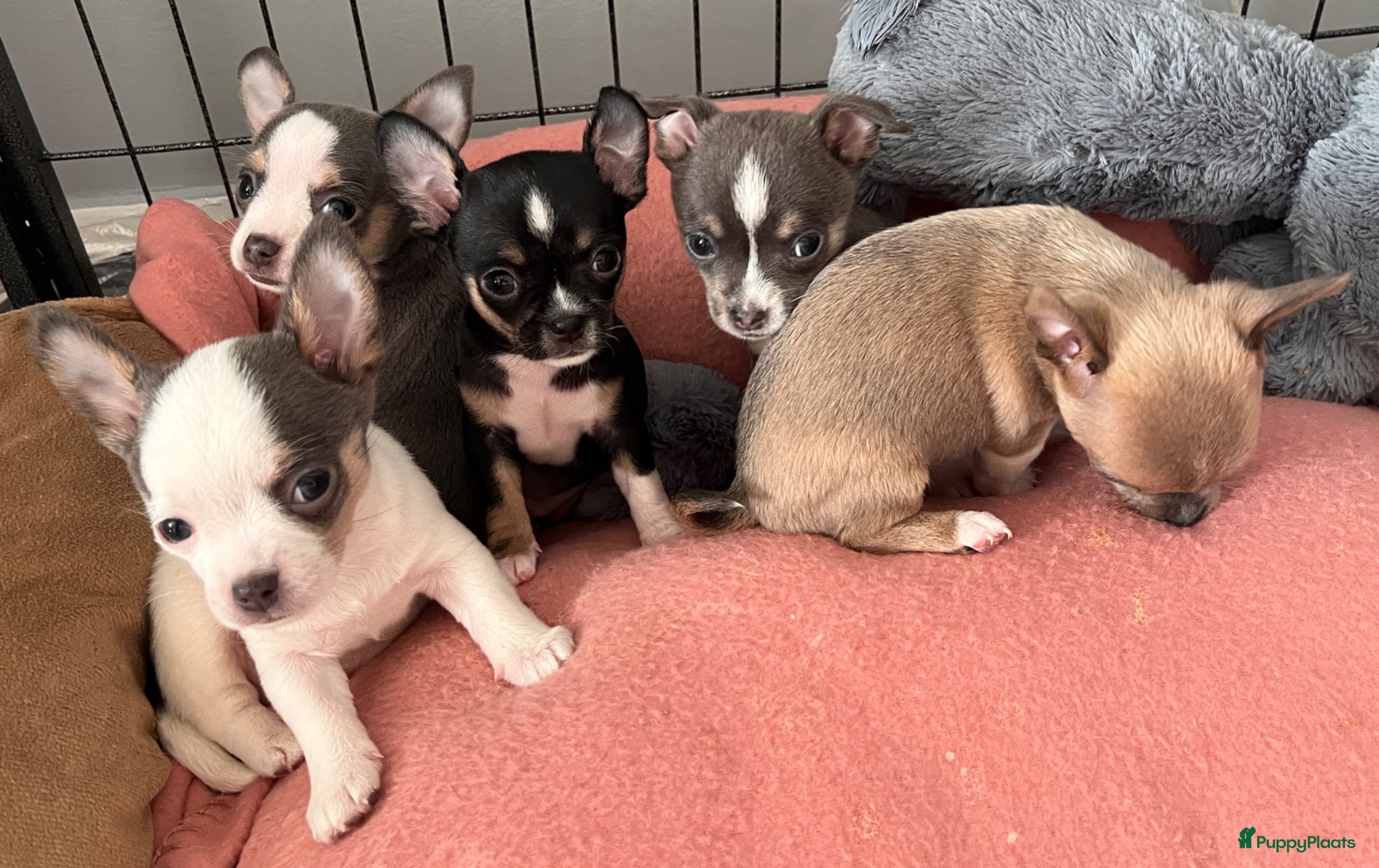Chihuahua honden Lieve Chihuahua pups zoeken hun gouden mandje 🐾 - Advertentie 1
