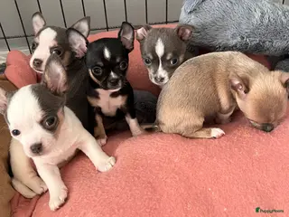 Chihuahua honden Lieve Chihuahua pups zoeken hun gouden mandje 🐾 - Advertentie 1