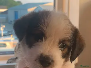 Jack Russel Terriër honden Ruwharige Jack Russell pups met stamboom - Advertentie 3