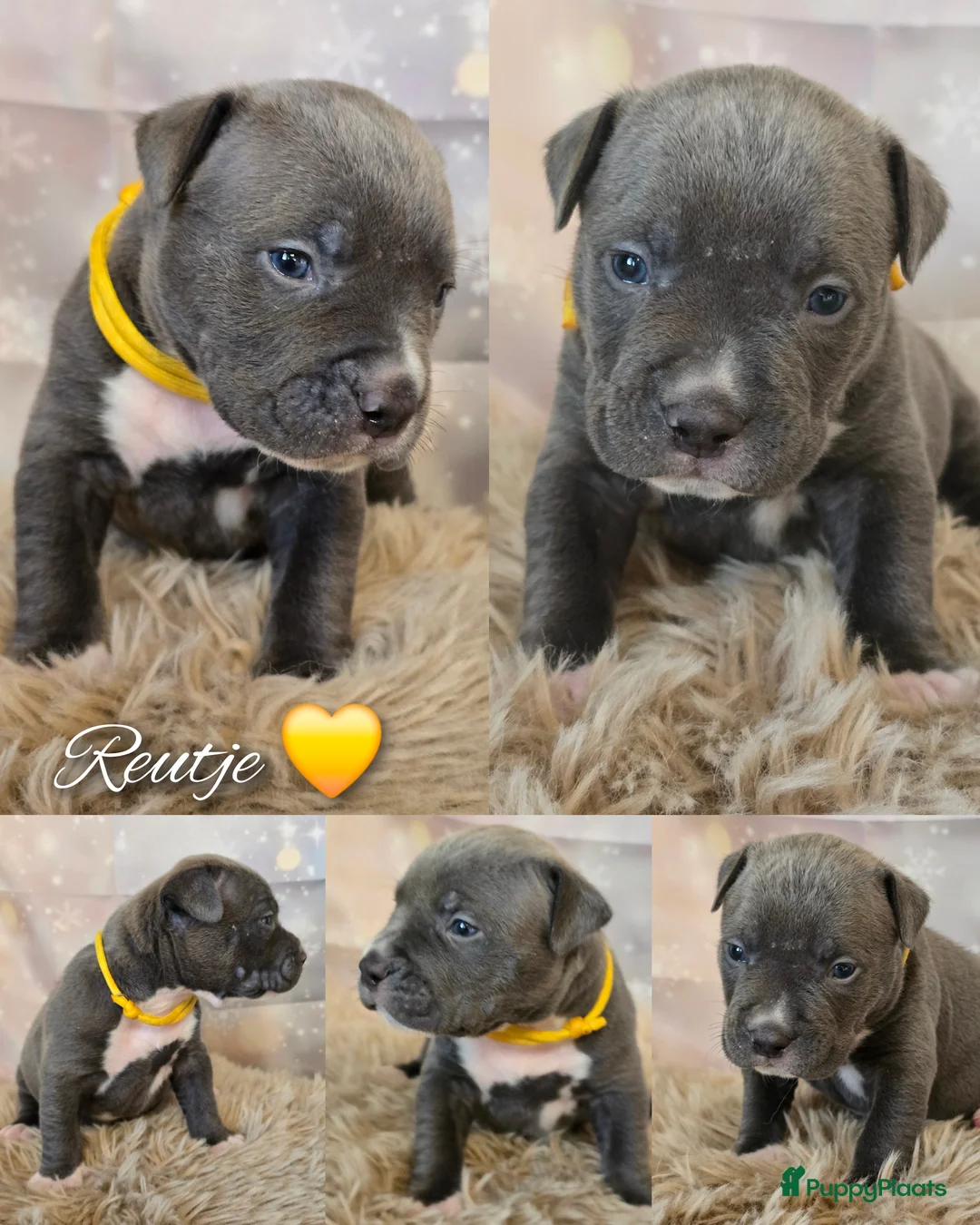 Amerikaanse Bully honden te koop: American Bully XL pups ABKC stamboom - Advertentie 4