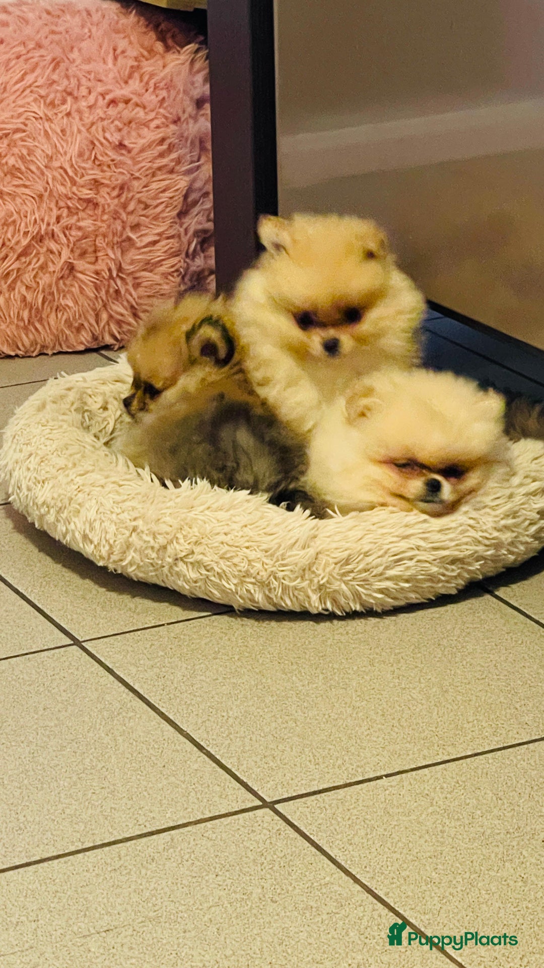 Pomeriaan honden te koop: Pomeriaan puppy’s  - Advertentie 2