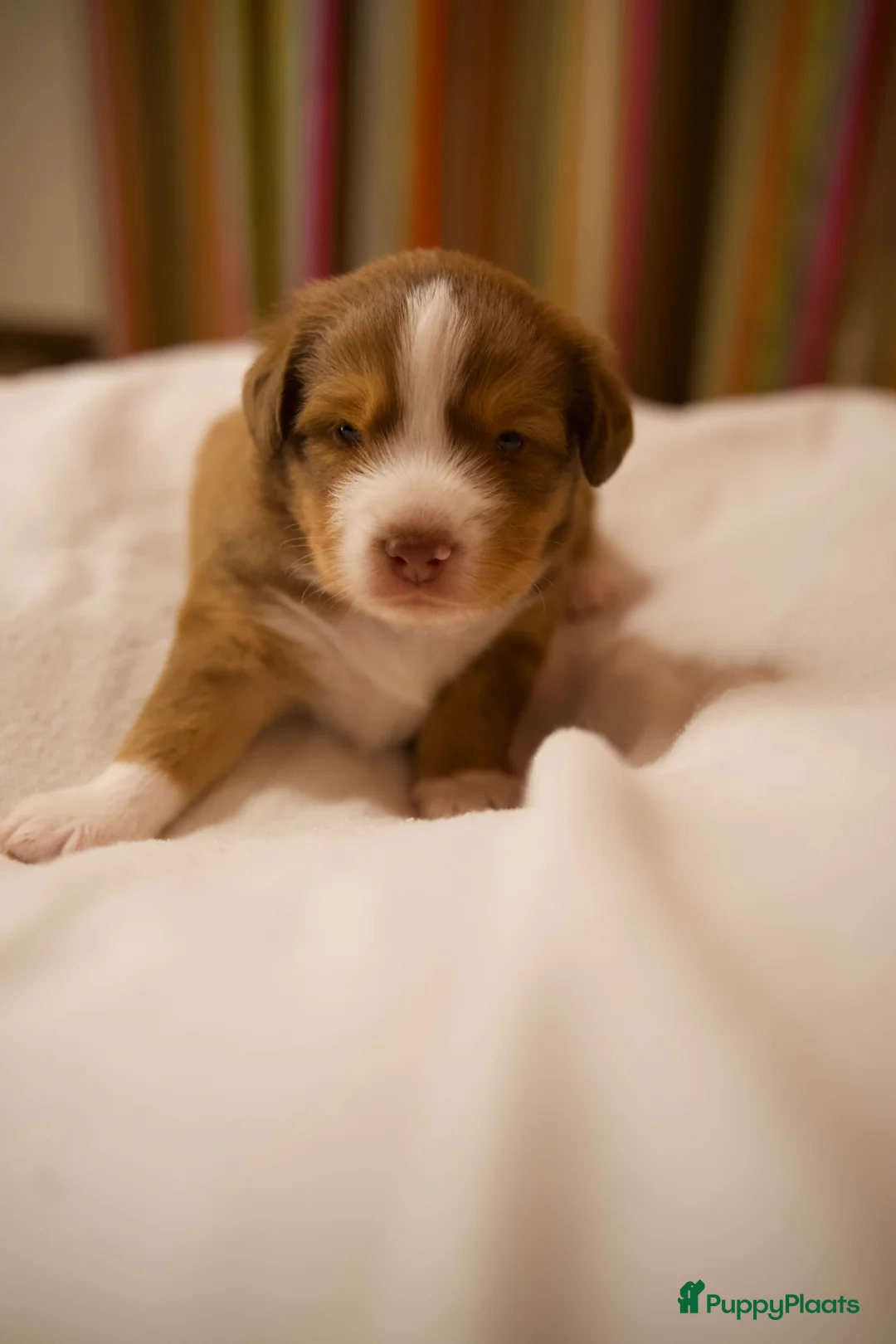 Kruising honden te koop: Toller x Australian Shepherd puppy’s - Advertentie 12