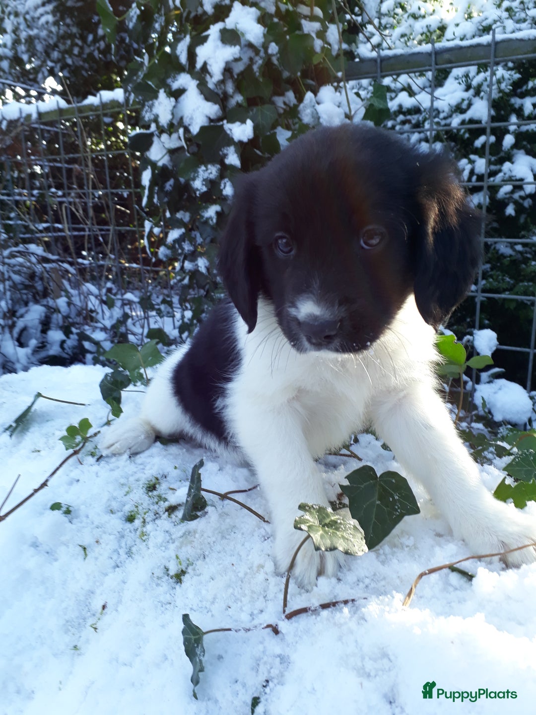 Kruising honden te koop: Prachtige kruising pups - Advertentie 4