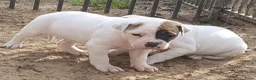 Amerikaanse Bulldog honden te koop: Prachtige Amerikaanse bulldog pups met stamboom - Advertentie 4