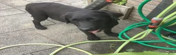 Labrador Retriever honden te koop: Labrador met stamboom - Advertentie 2
