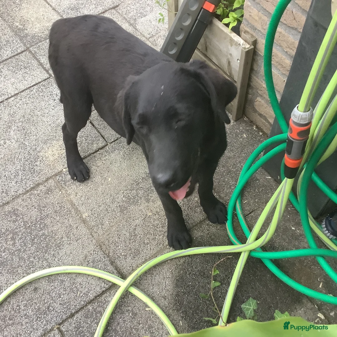 Labrador Retriever honden te koop: Labrador met stamboom - Advertentie 2