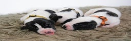 Duitse Dog honden te koop: Duitse dog pups zwart-wit met stamboom  - Advertentie 4