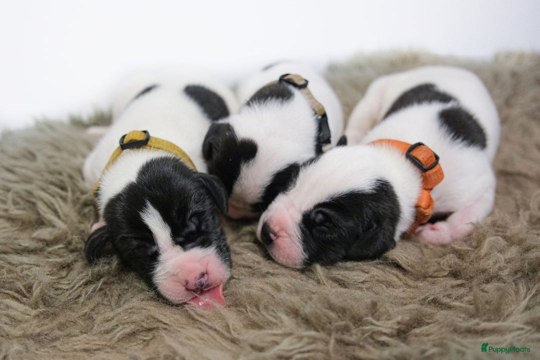 Duitse Dog honden te koop: Duitse dog pups zwart-wit met stamboom  - Advertentie 4