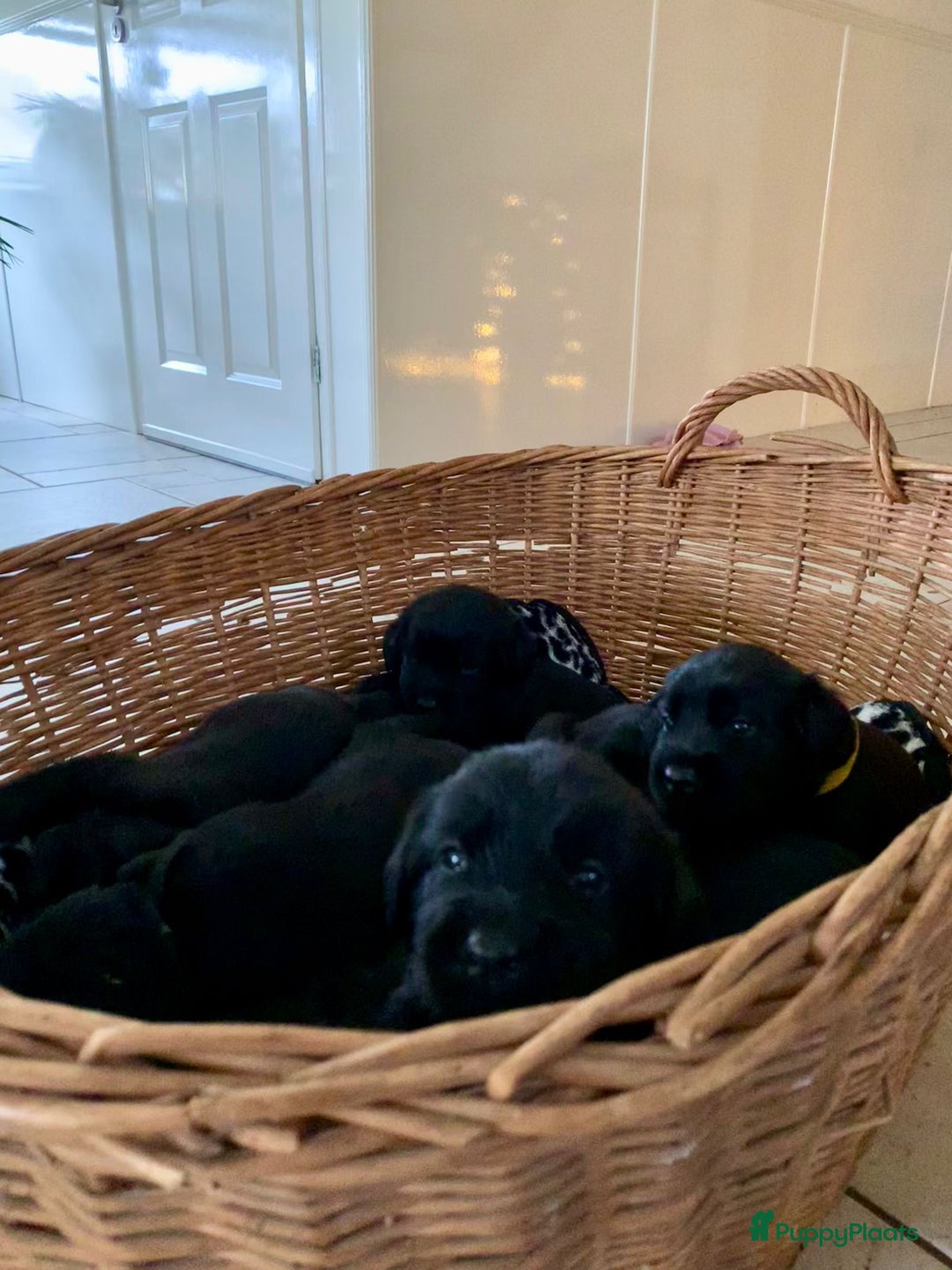 Kruising honden te koop: Puppy’s te koop – Labrador x Riesenschnauzer mix - Advertentie 26