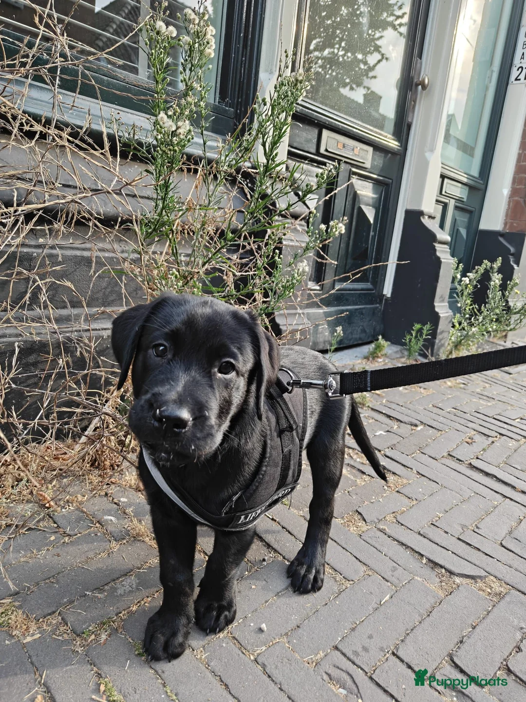 Labrador Retriever honden te koop: Labrador retriever 2 months in Den Haag - Advertentie 2