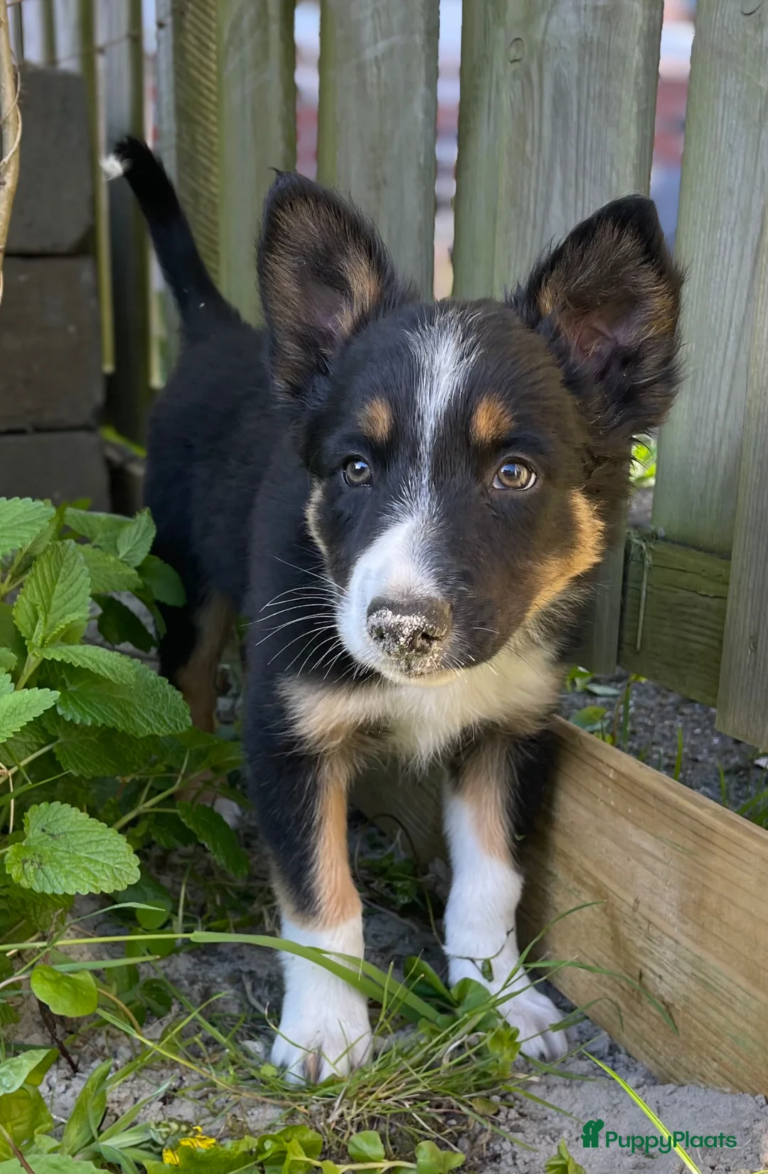 Border Collie honden te koop: Gezonde Border Collie pups stamboom (ISDS/FCI) - Advertentie 37