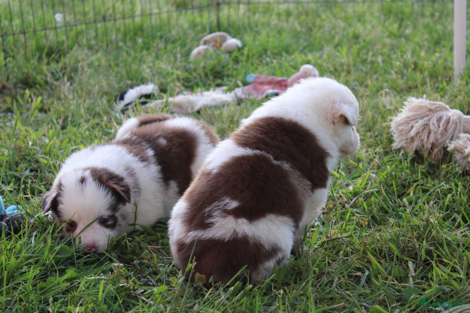 Border Collie honden te koop: Mooie speciale lieve Merle puppies - Advertentie 19