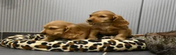 Engelse Cocker Spaniel honden te koop: Engelse Cocker Spaniel pups - Advertentie 29